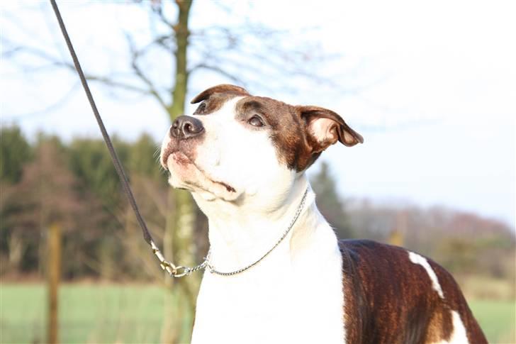 Amerikansk staffordshire terrier True Staff´s All eye´s on billede 1