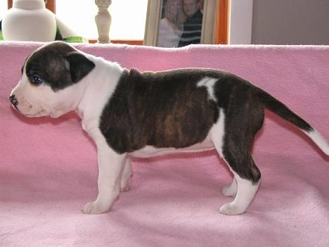 Amerikansk staffordshire terrier True Staff´s All eye´s on billede 2