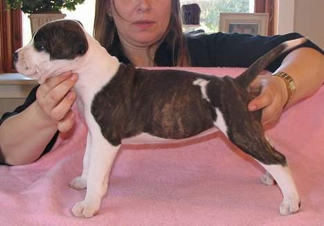 Amerikansk staffordshire terrier True Staff´s All eye´s on billede 3