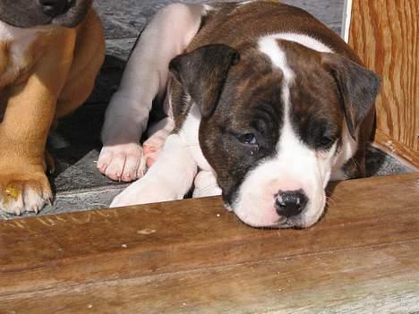 Amerikansk staffordshire terrier True Staff´s All eye´s on billede 4