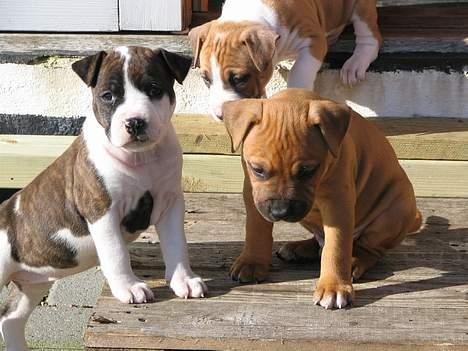 Amerikansk staffordshire terrier True Staff´s All eye´s on billede 5