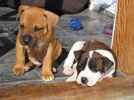 Amerikansk staffordshire terrier True Staff´s All eye´s on billede 7