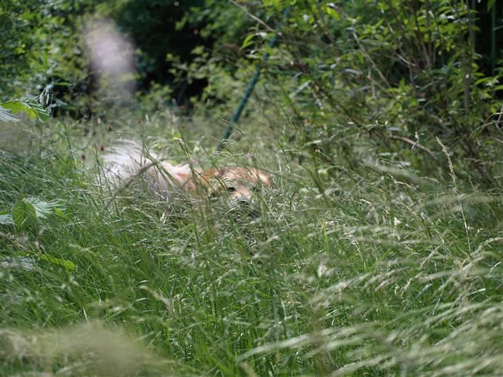 Islandsk fårehund Flóki - Kan du finde mig? [taget af mig] billede 7