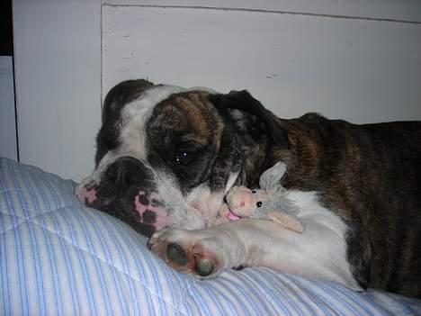 Engelsk bulldog Prinsesse Freja - ÅHH det er hårdt at være til  billede 7