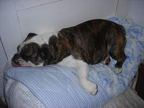 Engelsk bulldog Prinsesse Freja - Shyy jeg sover billede 9