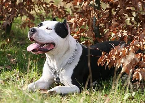 Amerikansk staffordshire terrier Cæsar blandet m. DOVENDYR RIP - åh det er hårdt at være i hundeskoven billede 11