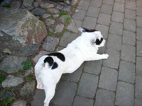 Fransk bulldog Prins Freddy R.I.P - Åååå skal lige strække mig  billede 5
