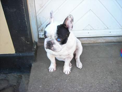 Fransk bulldog Prins Freddy R.I.P - Lille mig sidder lige her billede 6