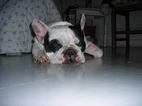 Fransk bulldog Prins Freddy R.I.P - Skal jeg virkelig komme nu  billede 7