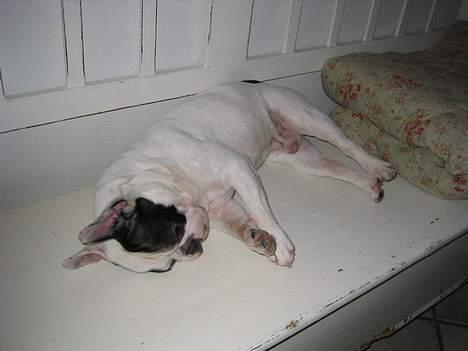 Fransk bulldog Prins Freddy R.I.P - Mor ser ikke jeg har taget hendes plads billede 8