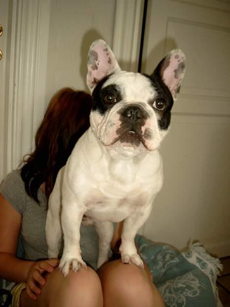 Fransk bulldog Prins Freddy R.I.P - Prins Freddy billede 9