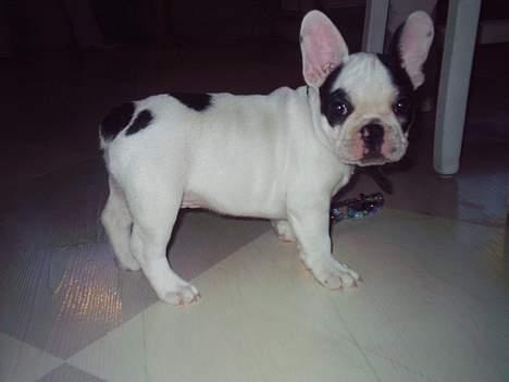Fransk bulldog Prins Freddy R.I.P - Baby Freddy 8 uger  billede 10