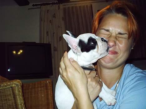 Fransk bulldog Prins Freddy R.I.P - Kysser mutti billede 11