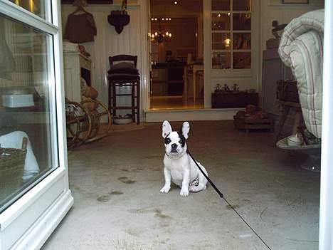 Fransk bulldog Prins Freddy R.I.P - Mors vagt hund billede 13