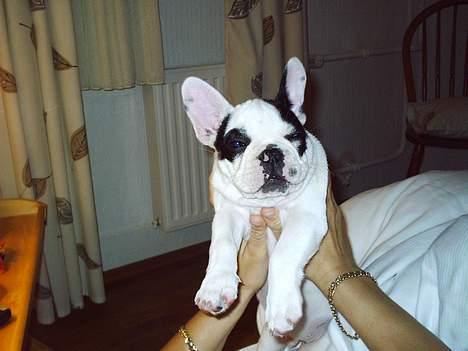 Fransk bulldog Prins Freddy R.I.P - blinker til mor billede 14
