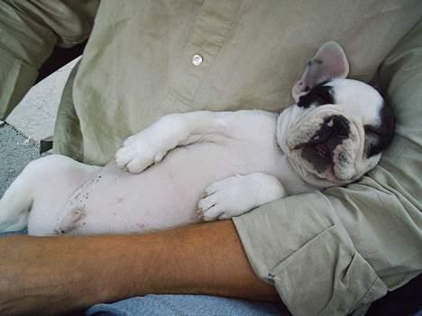 Fransk bulldog Prins Freddy R.I.P - Det er hårdt at være med på cafè billede 15