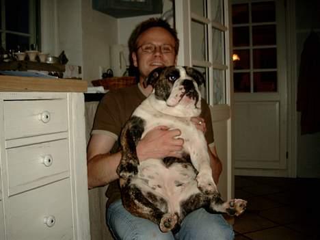 Engelsk bulldog Prinsesse Freja - Fars pige billede 10