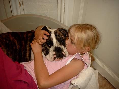 Engelsk bulldog Prinsesse Freja - Sille og Freja hygger billede 11