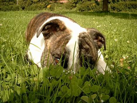 Engelsk bulldog Prinsesse Freja - Du kan ikke se mig  billede 12