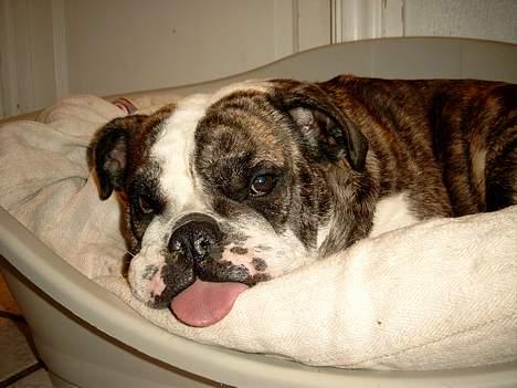 Engelsk bulldog Prinsesse Freja - Nu har jeg spist.. det var nok bevægelse for i dag billede 13