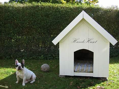 Fransk bulldog Prins Freddy R.I.P - Freddy med eget hus billede 16