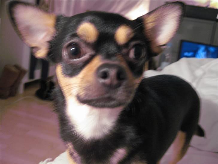 Chihuahua Boss - Velkommen til Boss´s profil (: billede 1