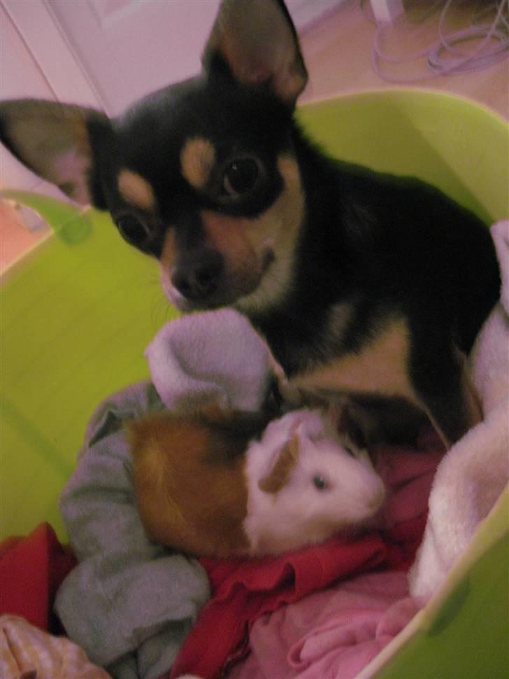 Chihuahua Boss - Boss og Nivea (marsvin) ;b billede 2