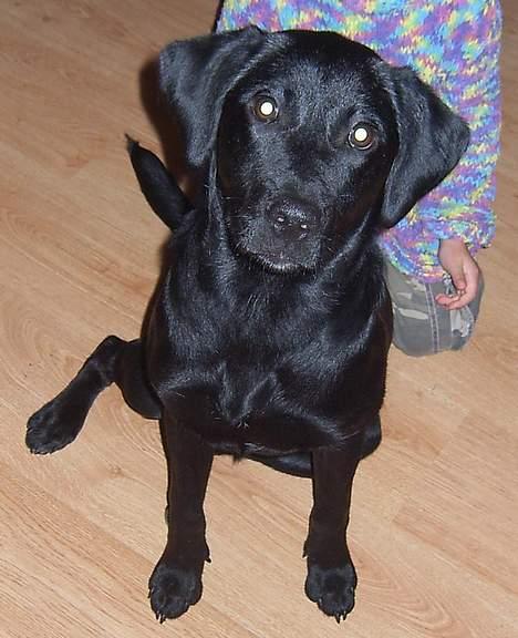 Blanding af racer Rexi billede 1