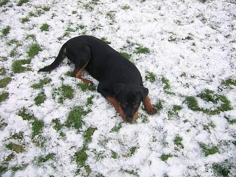 Rottweiler Hailey billede 13