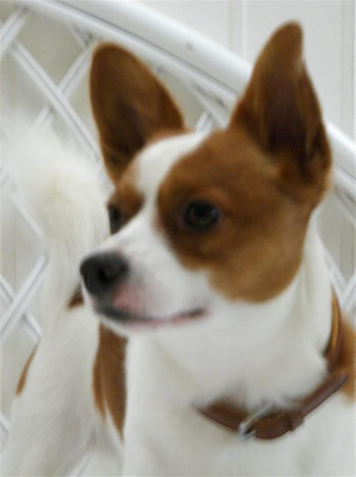 Blanding af racer Vax - Frække bas´ billede 1