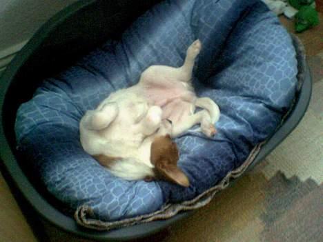 Blanding af racer Vax billede 2