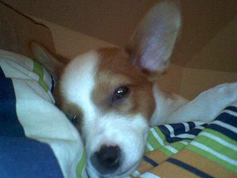 Blanding af racer Vax billede 3