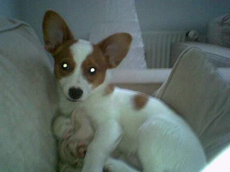 Blanding af racer Vax - Lille og sød billede 4