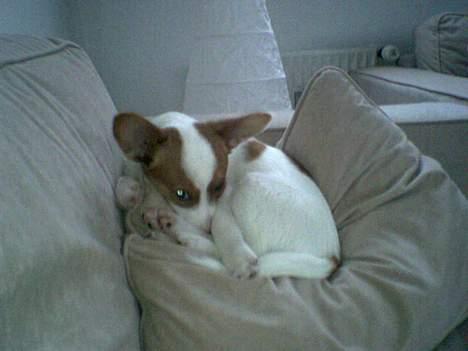 Blanding af racer Vax billede 5