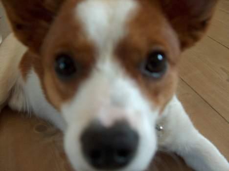 Blanding af racer Vax billede 6