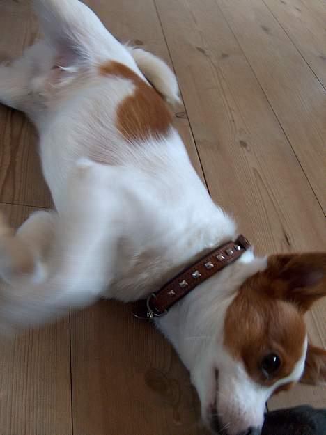 Blanding af racer Vax billede 7