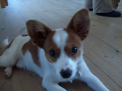 Blanding af racer Vax billede 8