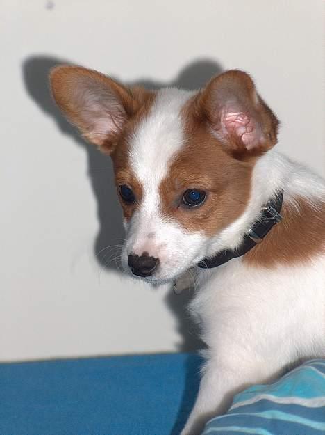 Blanding af racer Vax - Vax helt "ny" billede 9