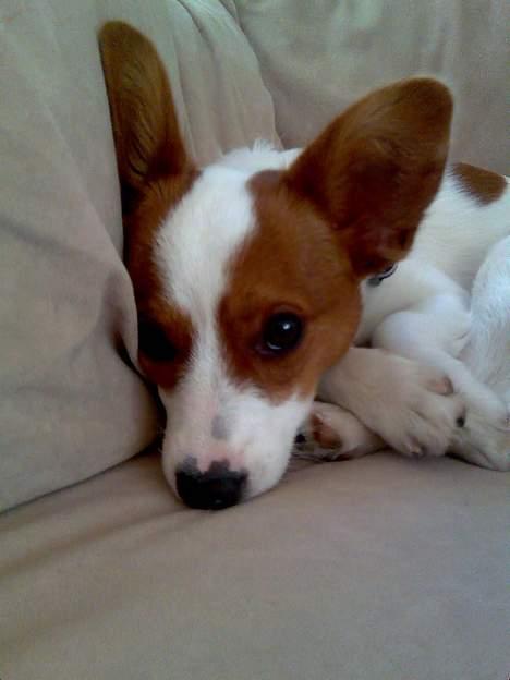 Blanding af racer Vax billede 10