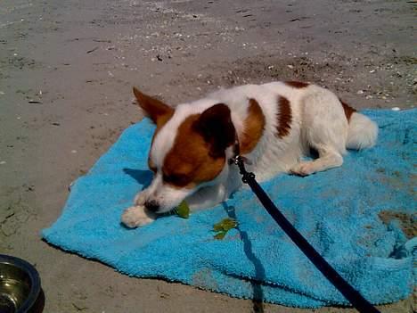 Blanding af racer Vax - ¨Så er det sommer, 06. billede 11