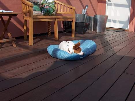 Blanding af racer Vax billede 12