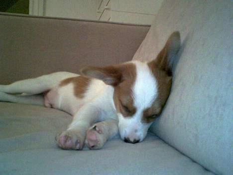 Blanding af racer Vax - Her er jeg MEGET lille, og MEGET træt billede 13