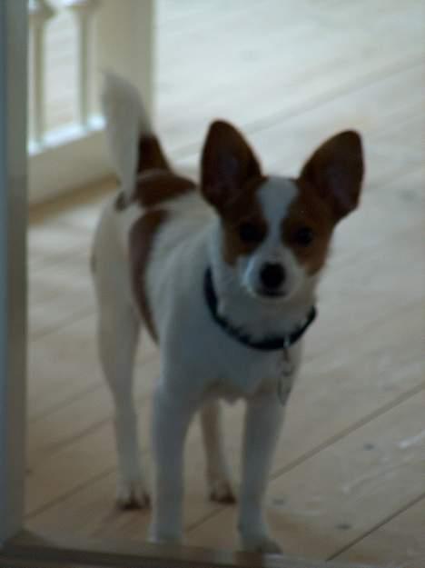 Blanding af racer Vax billede 14