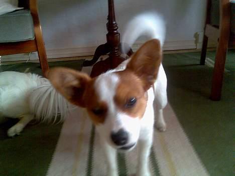 Blanding af racer Vax - Lille Vax tygger pind billede 15