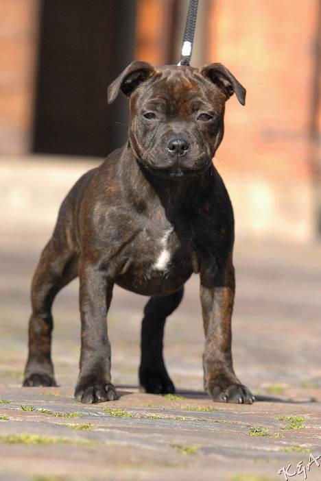 Staffordshire bull terrier Kahvi billede 15