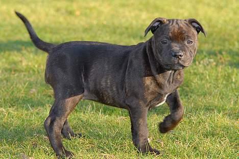 Staffordshire bull terrier Kahvi - Lidt jagthund er der da over denne lækre sag:) billede 16