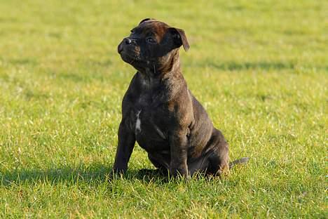 Staffordshire bull terrier Kahvi billede 17
