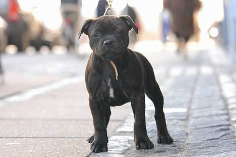 Staffordshire bull terrier Kahvi - Kahvi poserer på fortorvet:) billede 18