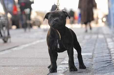 Staffordshire bull terrier Kahvi billede 19