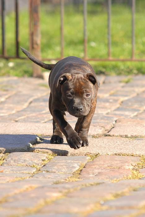 Staffordshire bull terrier Kahvi - Ja vil gå mere tur... billede 20